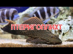 ПТЕРИГОПЛИХТ ПАРЧОВЫЙ СОМ.СОДЕРЖАНИЕ В АКВАРИУМЕ