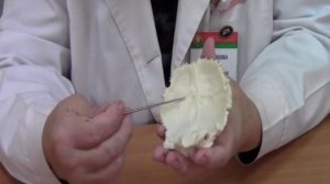 Затылочная кость