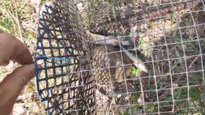 УСАЧЬ И ОКУНЬ НА ВЕРШУ