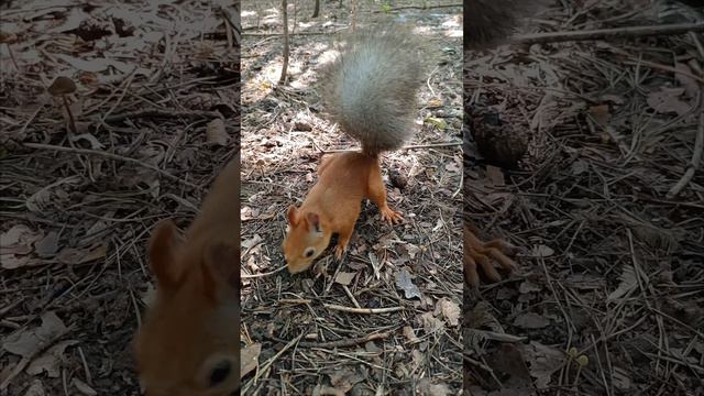 Белки и орехи 😄👍