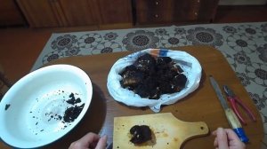 Сбор и приготовление Чаги