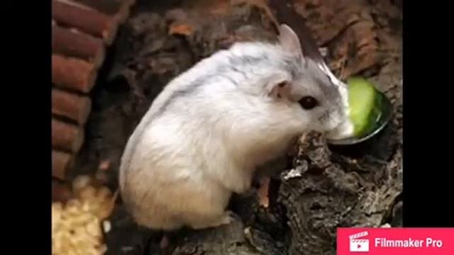 Почему не стоит гулять с хомячком на улице / Runny Channell