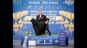 Чемпион Беларуси - Португальская водяная собака - CACIB - Международная выставка собак в Минске