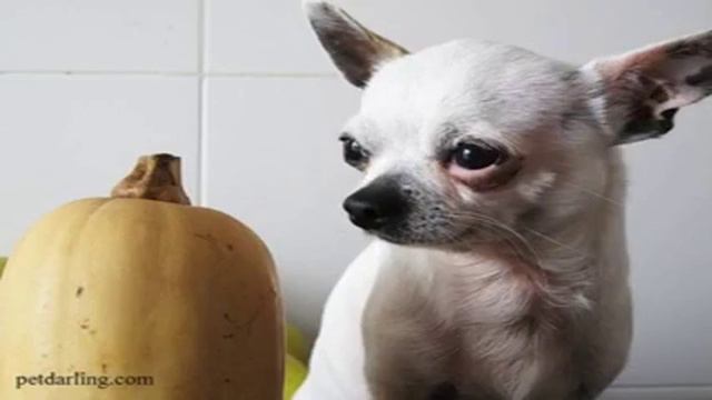 ¿Que pueden comer los perros?