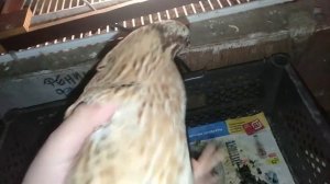 Ненормальный перепел. Сколько яиц несут мои перепела?