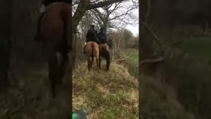 Смешное видео про лошадей Лошадки преодолевают канаву. Охота на лис. Конная охота