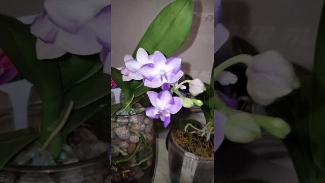 Цветение орхидей Phal. Kenneth Schubert (Шуберт) и Phal. Yaphon Green Jewel Blue "ES" смотреть онлайн