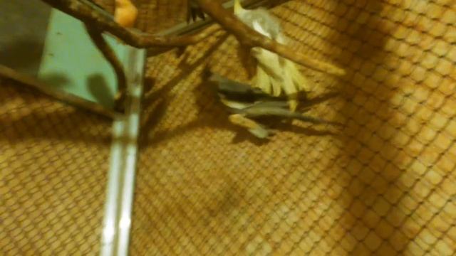 Птицы в большом вольере . Декоративные и дикие птицы . смотреть онлайн