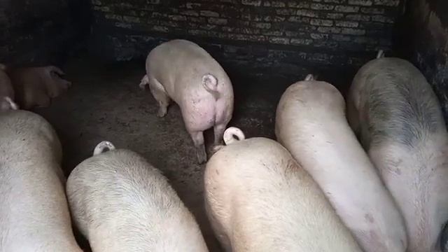 Откорм Свиней. Дёшево и Выгодно!