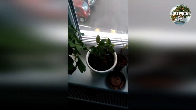 Выращивание экзотики из косточки  от подписчиков.1 часть