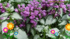 Яснотка крапчатая Перпл Драгон. Краткий обзор, описание характеристик lamium maculatum Purple Drago