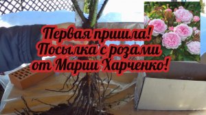 Посылка с розами от Марии Харченко/ Как я их буду сохранять до посадки