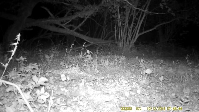 Кормушка . Лиса с добычей, молодой олень. Шакал и мышь. смотреть онлайн