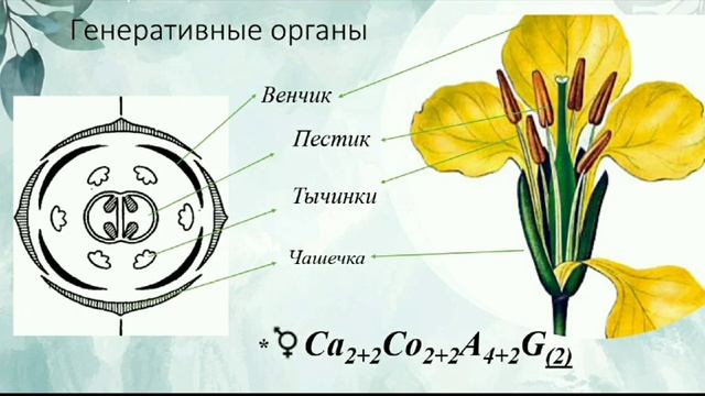 Зарисуйте схему строения цветка и плодов крестоцветных