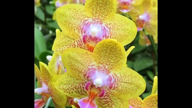 Мои новые орхидеи, краткий обзор. смотреть онлайн