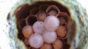 Личинки шершня в гнезде2