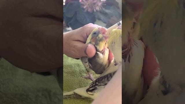 Кореллы от заводчицы Дарьи ( Данечка). Окрасы Корелл. Попугаи