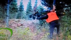 битва лося и человека!!!!