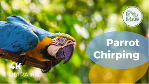 Живописный Закат с чириканьем попугая и птиц