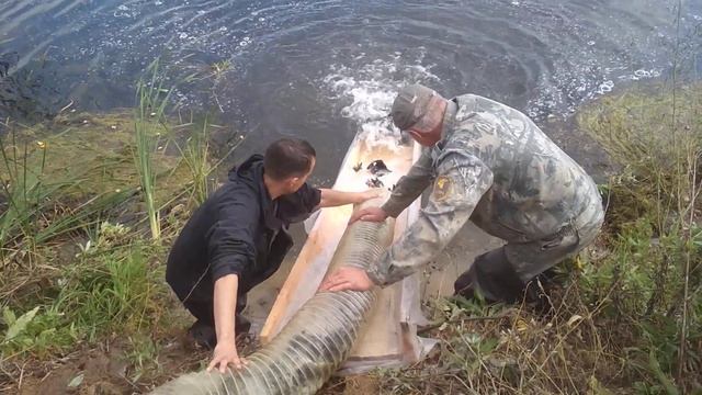 Зарыбление пруда в Беловодье карпом