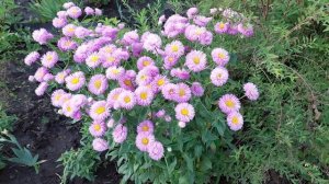 Махровые  Мелколепестники ( Эригероны)  .Красивые многолетники для сада. Июль 2021.