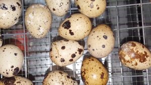 Вылупление перепелят. Полезная информация.