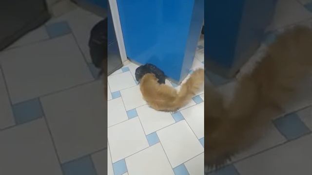 Вязка кошки мейн кун.Питомник кошек мейн кун_MisterCoon