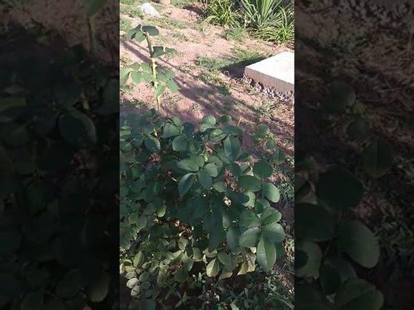 кто жрет мои розы