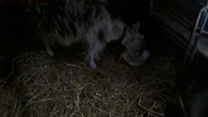 Средство от поноса  у козлят и коз.Эффективно!