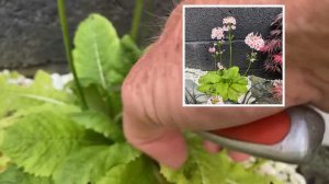 Primula Japonica Apple Blossom Primrose (episode 14)