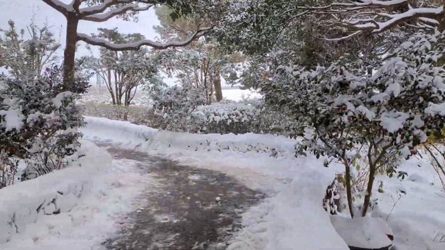 Camellia Hill Jeju Winter Snow Walking Tour | Jeju Island | South Korea | 4K Video смотреть онлайн