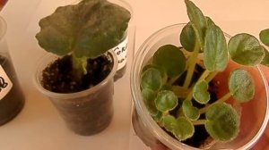 гниющий черенок фиалки с детками  , вопрос  : как поступать с таким черенком  ?