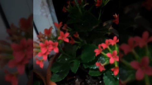 из серии "Мои цветы" #güllərim #цветы смотреть онлайн