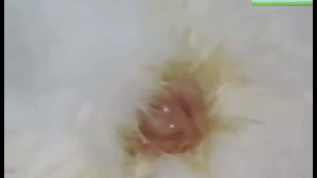 гуси 3 смотреть онлайн