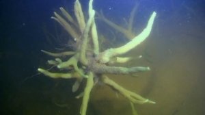 Окунь - очень полезная рыба для декоративного пруда. Зарыбление Окуня