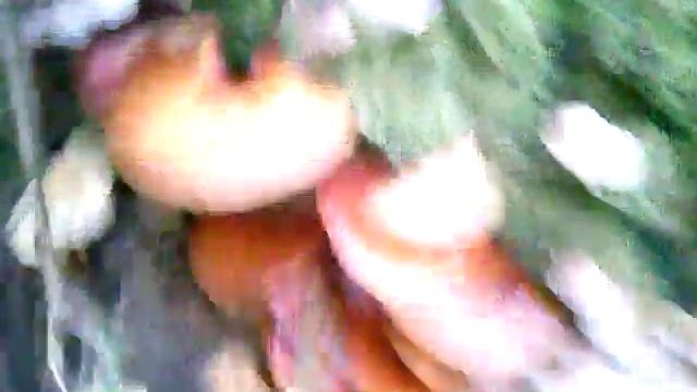 Опята жёлтые.Грибы опята-несъедобные грибы
