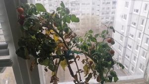 Что лучше Гидропоника или Земля? Сравнение томатов.