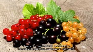 Лучшая смородина для Сибири: топ сортов
