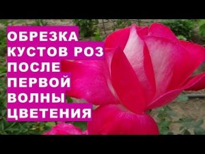 Обрезка роз после первой волны цветения