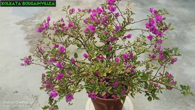 Blue Berry Ice 💜💜 #Bougainvillea #@@ss 💐💐 смотреть онлайн