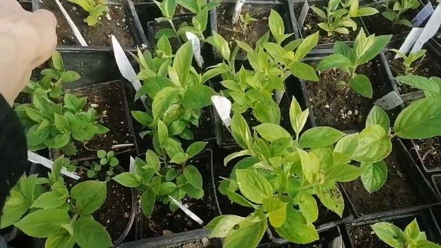 9 мая 2023г. Открываю продажу метельчатых гортензий в Р9. Зимовали, сделана формирующая обрезка. смотреть онлайн