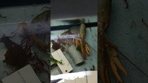 Линька речного рака в аквариуме. Надеюсь аккры не слопают.