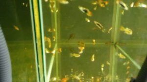 Обзор аквариумных рыбок Рыбки на разводне Обзор разводни