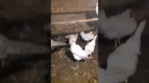 Куры леггорны перестали нести яйца. Нужно что то делать.
