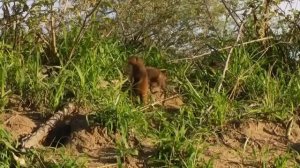 Самые опасные Хищники и гиганты Сафари по Африке Дикая природа