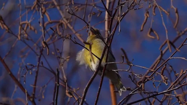 Зеленушка. Greenfinch