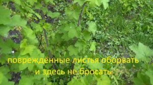 Галловая тля на красной смородине. Как защитить кусты