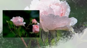 Hе та ружа, що за садом