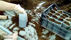 Стаканчики для рассады из пленки. Как наполнять землёй
