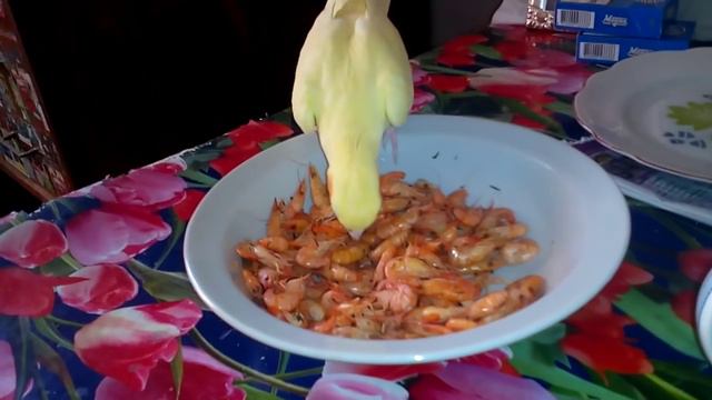 Попугай ест морепродукты смотреть онлайн
